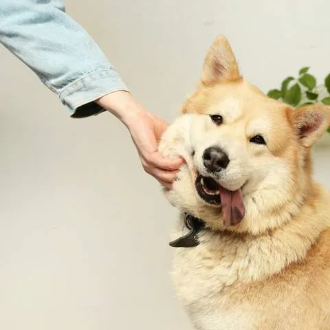 Certificado psicológico para mascota de apoyo emocional en Costa Rica — Thompson Psicología Escazú